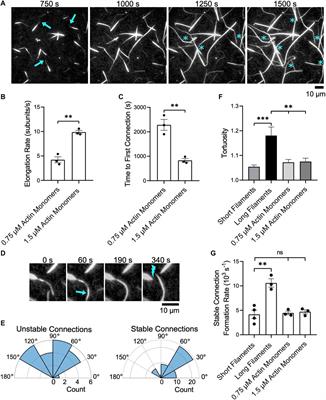 Frontiers | Cooperative bundling by fascin generates actin